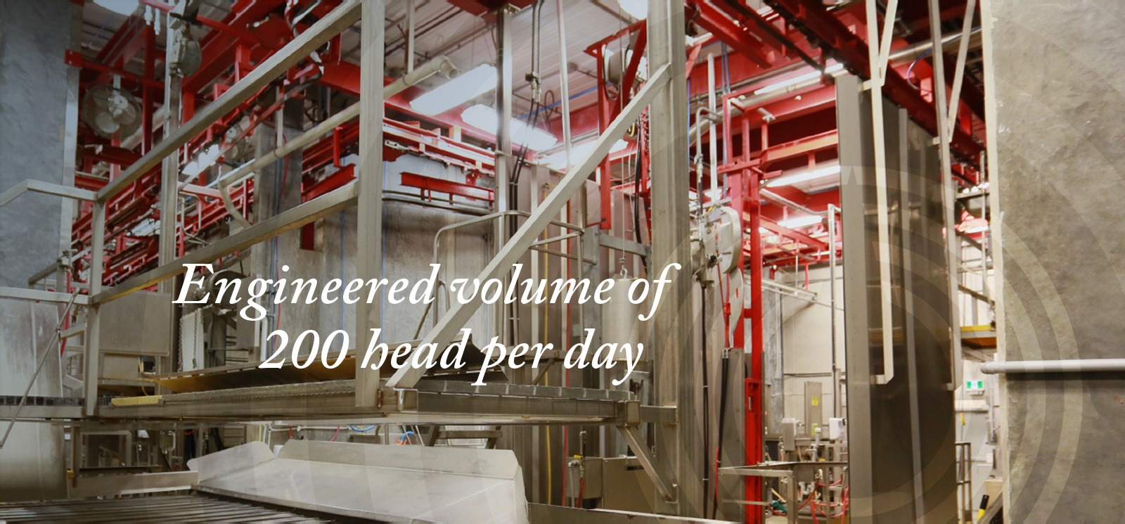 Engineered volume of 200 head per day